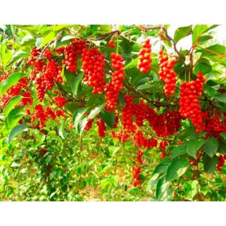 СЕМЕНА ЛИМОННИКА КИТАЙСКОГО / SCHISANDRA CHINENSIS - 25 шт.